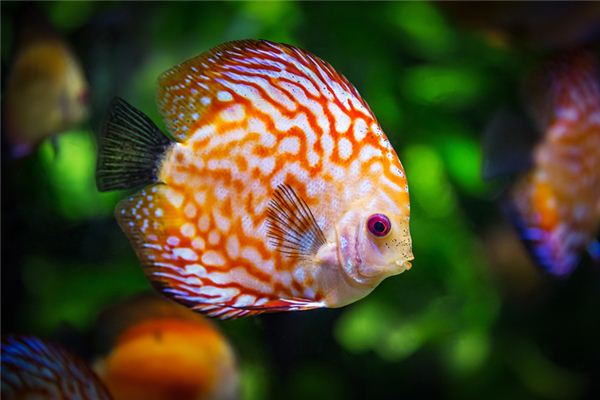 El significado de soñar con peces nadando en el agua.