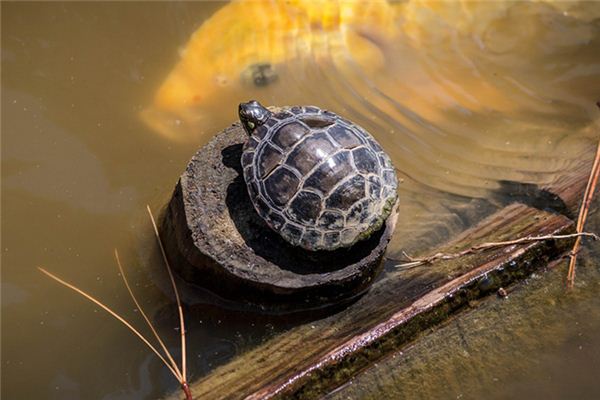 Soñar con el significado de una tortuga comiendo una serpiente