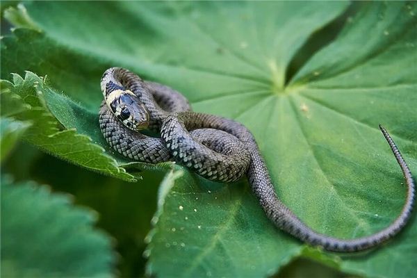 El significado de soñar con una serpiente entrando en el cuerpo.