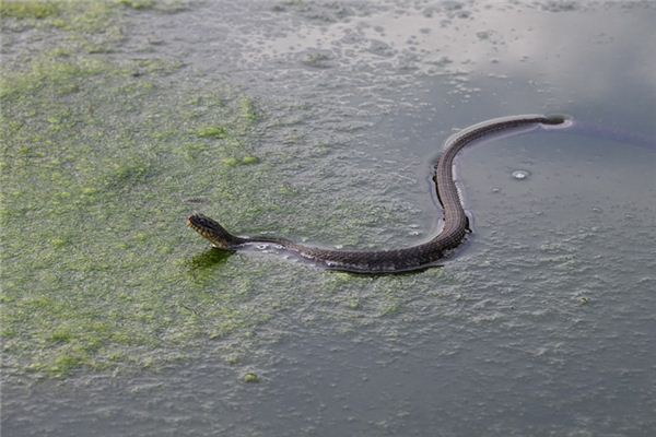 El significado de soñar con una serpiente persiguiéndome