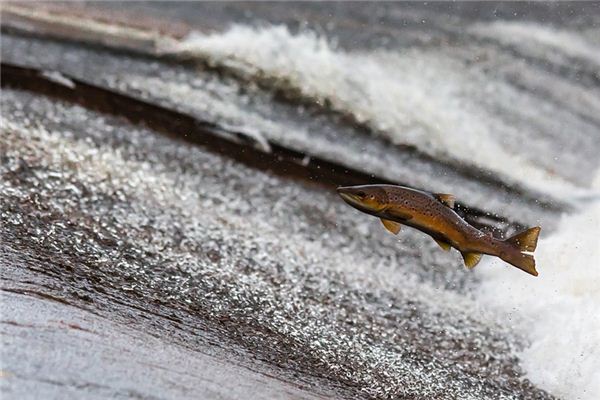 El significado de soñar con peces saltando del agua