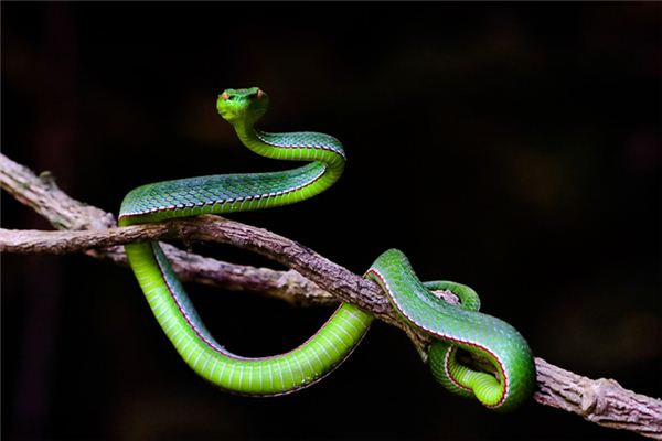 El significado de soñar con una serpiente entrando en la casa.