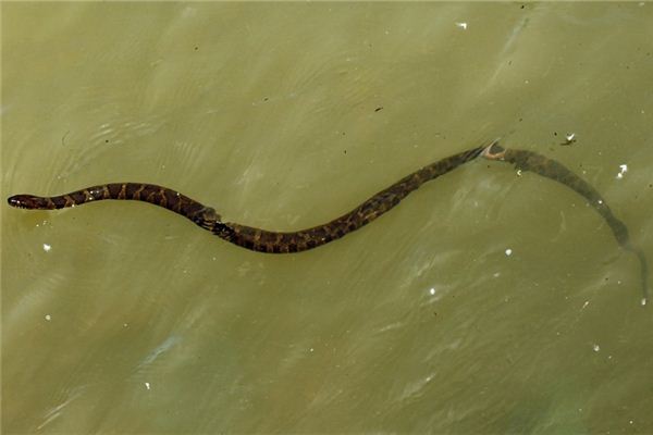 Soñar con una serpiente entrando en el agua o en los arrozales significa