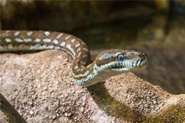 El significado de soñar con una serpiente que se va con una persona.