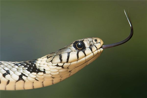 El significado de soñar con serpientes y tortugas enfrentadas