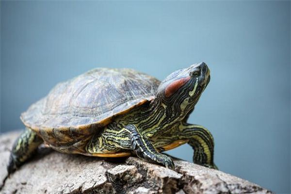 El significado de soñar con una tortuga tomando el sol