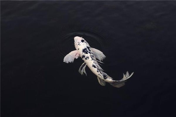 El significado de soñar con peces en el río o estanque