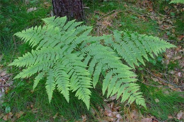 Soñando con el significado de las plantas de helecho