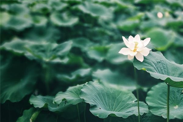 Soñando con el significado de las hojas de loto