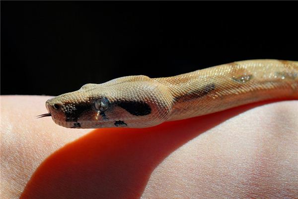 El significado de soñar con una serpiente sin cabeza