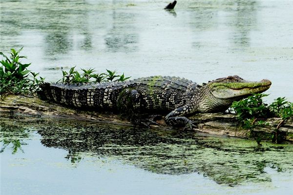 El significado de soñar con caimanes