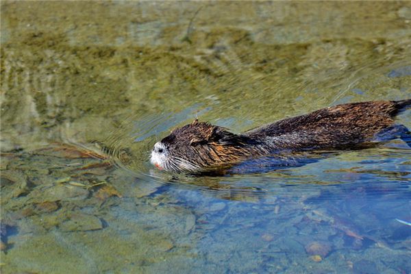 El significado de soñar con castor