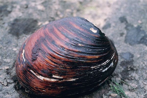 El significado de soñar con mejillones.