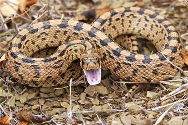 Soñando con una serpiente en casa