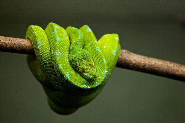 El significado de soñar con una boa constrictor en un árbol