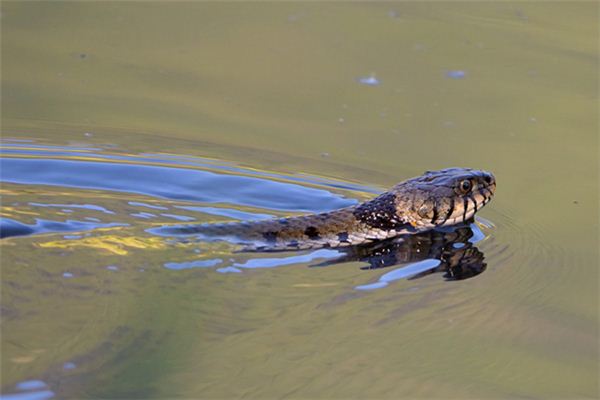 Soñar con el significado de bañar a una serpiente