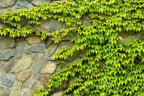 Significado de soñar con plantas trepadoras