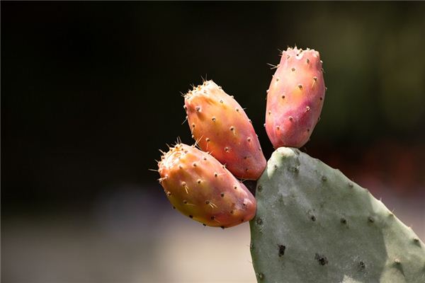 significado de soñar con cactus