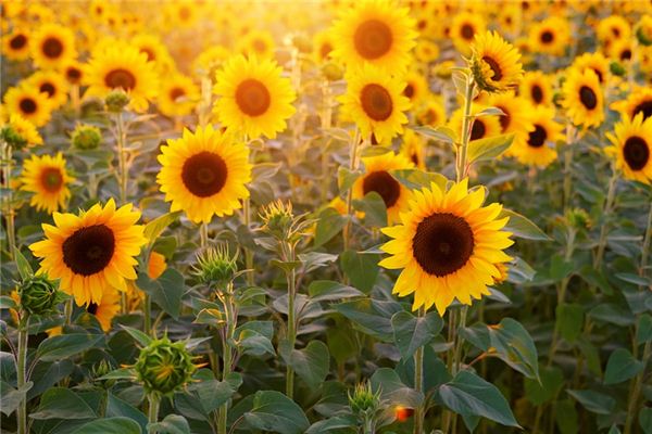 El significado de soñar con girasoles