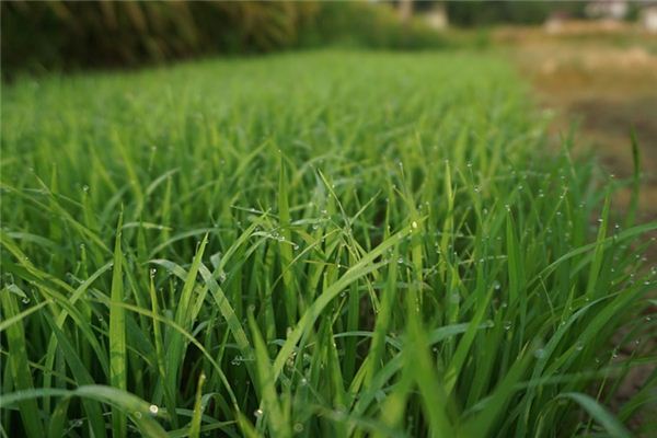 Significado de soñar con plantas verdes