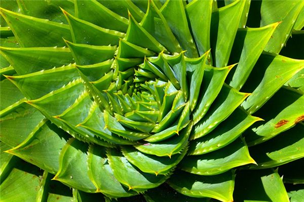 Soñar con flores de aloe vera