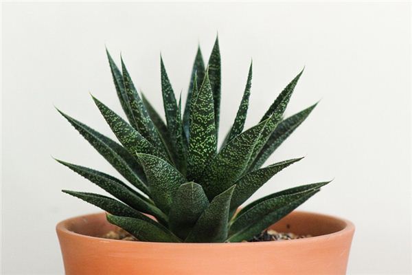 significado de soñar con aloe vera