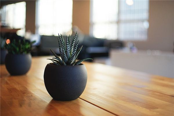 Soñar con plantas en maceta