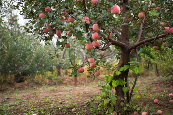 Soñar con muchos arboles dando frutos rojos significado