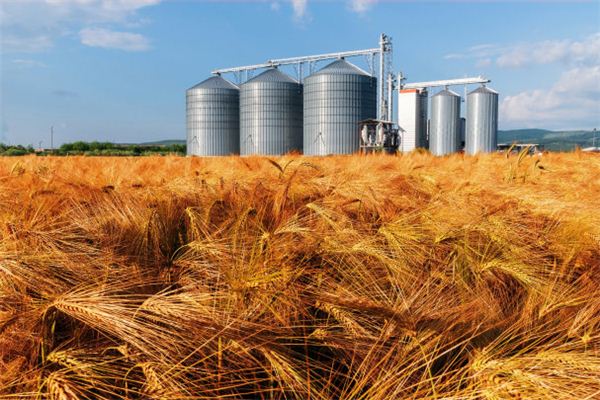 Significado de Soñar con Cebada de las Tierras Altas