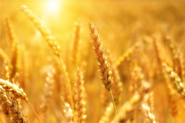 significado de soñar con trigo