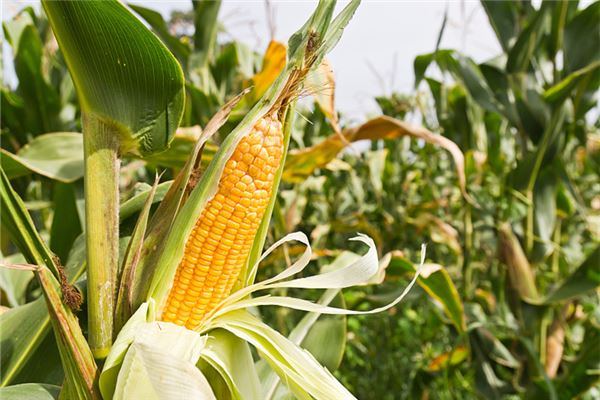 Soñar con grandes campos de maíz significa