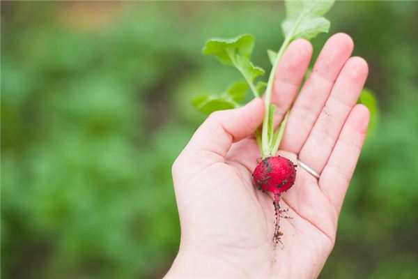 significado de soñar con zanahorias