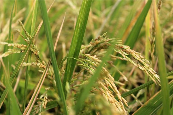 Significado de soñar con montones de arroz