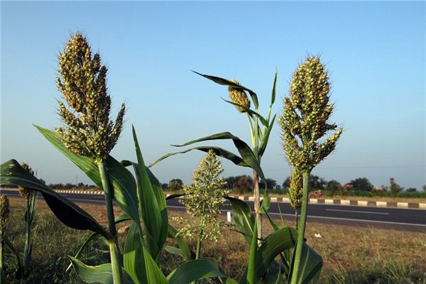 significado de soñar con sorgo