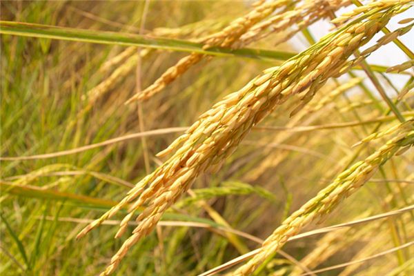 significado de soñar con arroz