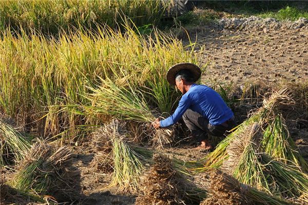 Significado de soñar con cortar arroz