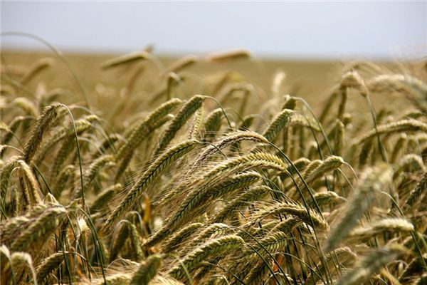 Significado de soñar con campo de trigo