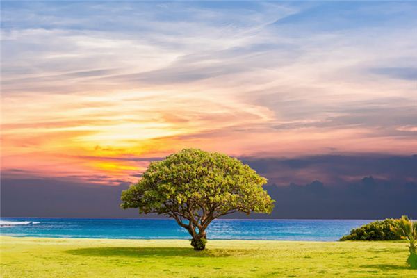 que significa soñar con un arbol