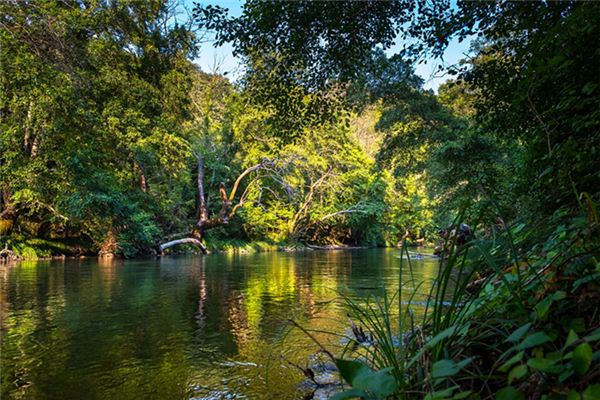 ¿Qué significa soñar con selva tropical?