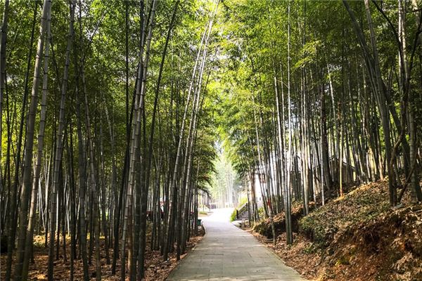 ¿Qué significa soñar con bambú?