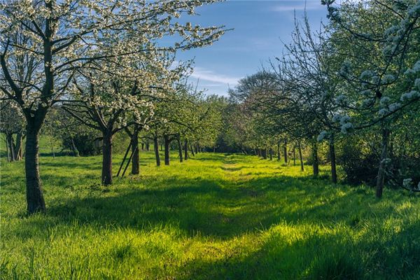 ¿Qué significa soñar con arboles frutales?