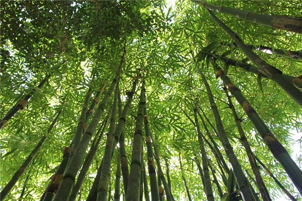 ¿Qué significa soñar con bosque de bambú?
