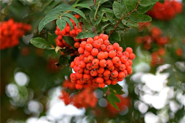 ¿Qué significa soñar con un árbol de grosella espinosa?