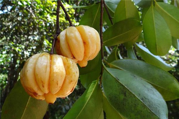 ¿Qué significa soñar con árbol de tamarindo?