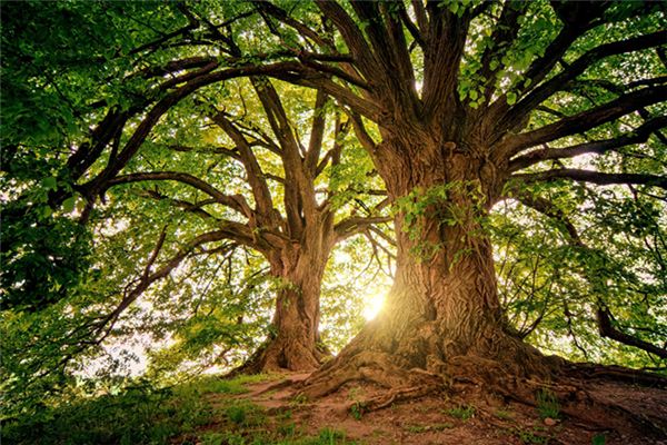 que significa soñar con un arbol