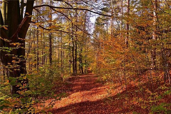 ¿Qué significa soñar con el bosque?