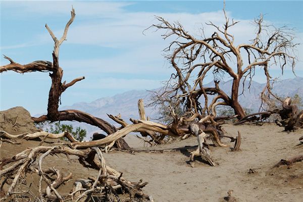 ¿Qué significa soñar con ramas muertas de arboles?