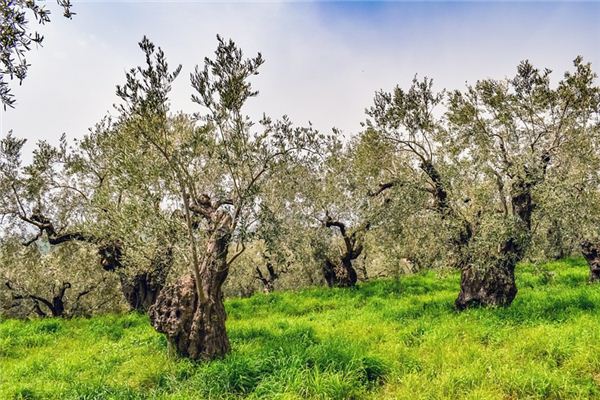 significado de soñar con olivo