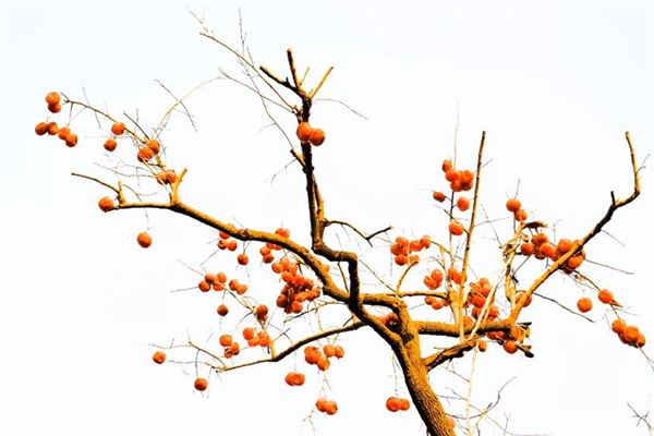 Significado de soñar con árbol de caqui