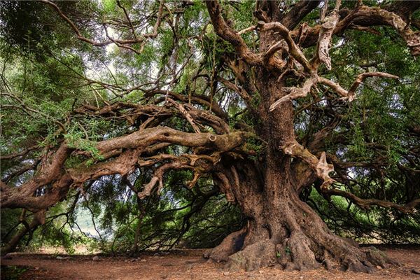 significado de soñar con corteza de arbol